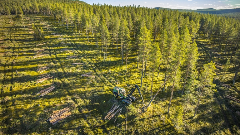 Avverkning av skog